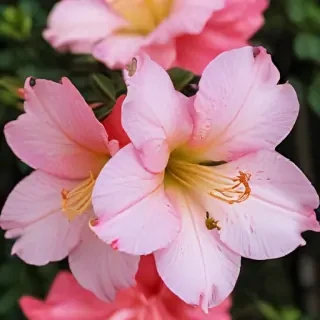 azalea flower