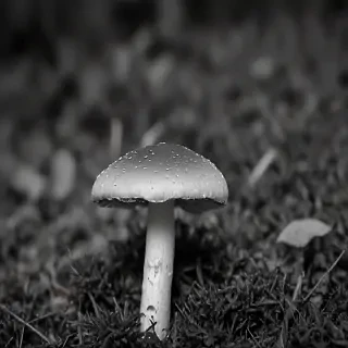 mushroom black and white