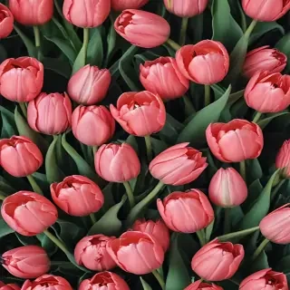 tulips wallpaper aesthetic