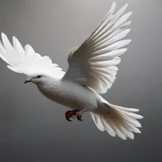 dove png