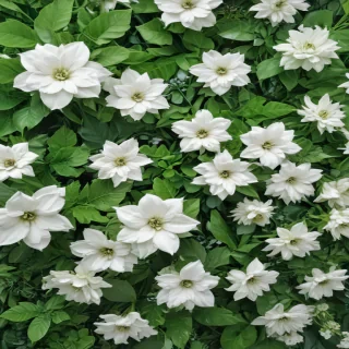 green and white backgrounds