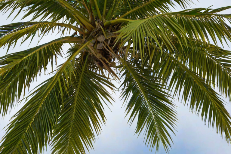 palm trees png