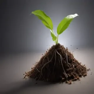seedling png