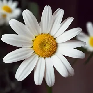 daisy wallpaper iphone