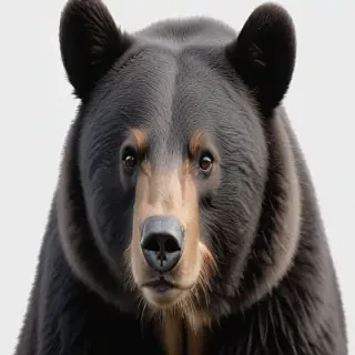 black bear png