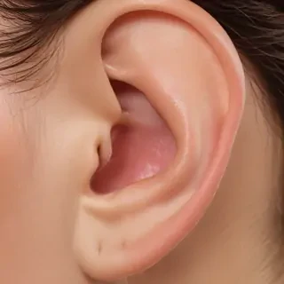ear png