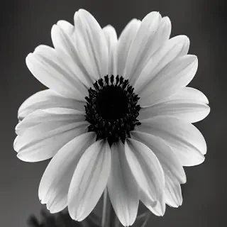 thank you black and white