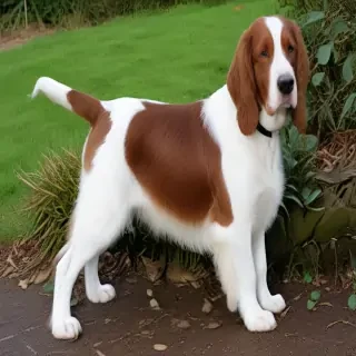 welsh springer spaniel