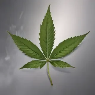 marijuana leaf