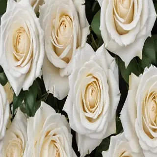 white roses png
