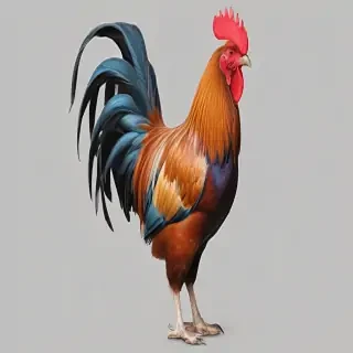 rooster png