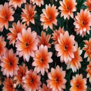 cute flower wallpapers