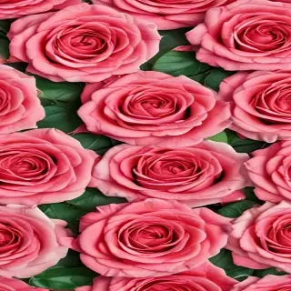 roses background wallpaper