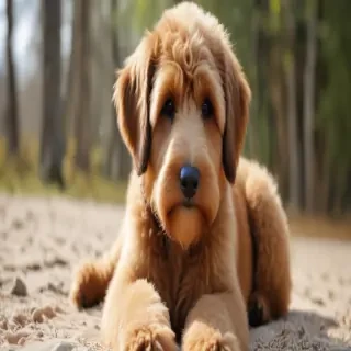 airedoodle dog breed