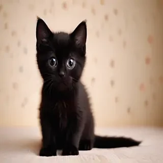 cute black cat wallpaper
