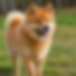 finnish spitz dog breed