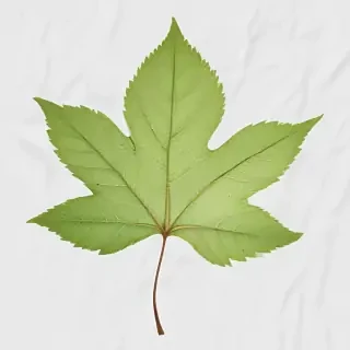 leaf transparent background