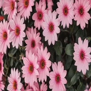 flower aesthetic