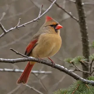 female cardinal