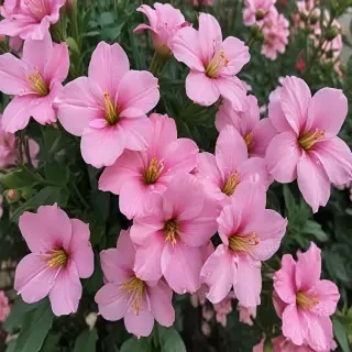 pretty flowers