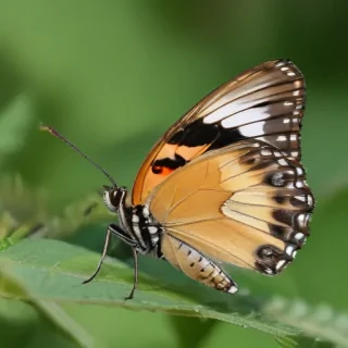 cute butterfly