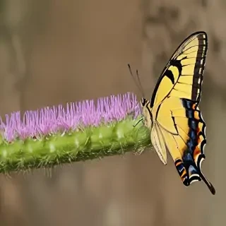 caterpillar to butterfly