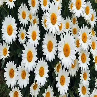 aesthetic daisy wallpaper
