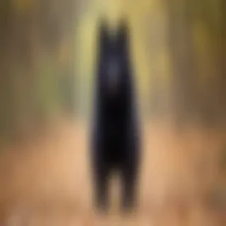schipperke dog breed