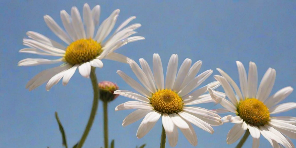 a close-up view of daisies with white petals and pink tips, against a blurred blue sky background, capturing the details of the flowers and their green stems in a vibrant, sunny setting