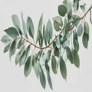 transparent eucalyptus clipart