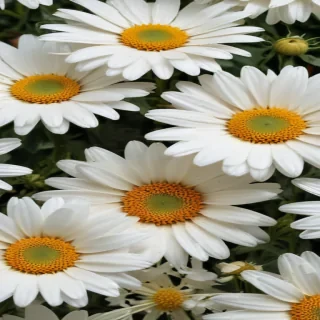 daisy flower wallpaper