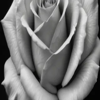 rose drawing black and white