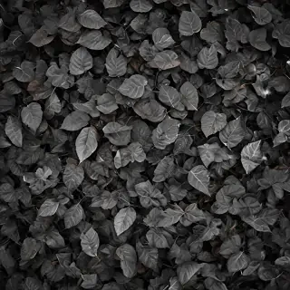 leaves black and white