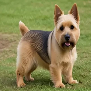 norwich terrier