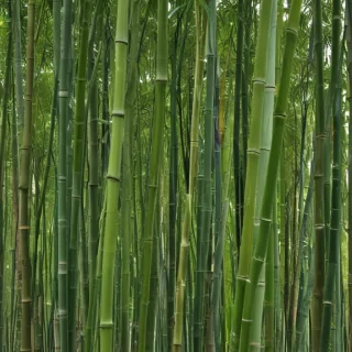 bamboo png