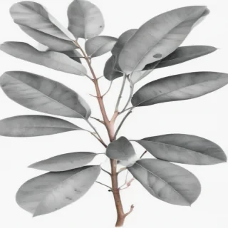 eucalyptus clipart black and white