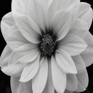 black and white flower