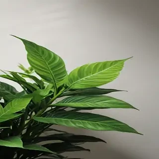 plant desktop wallpaper