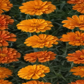 marigold png