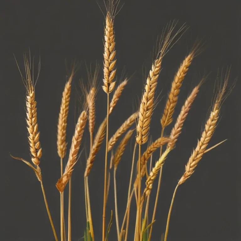 wheat png