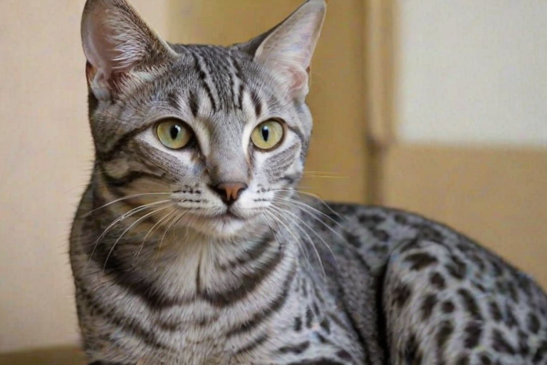 egyptian mau cat breed