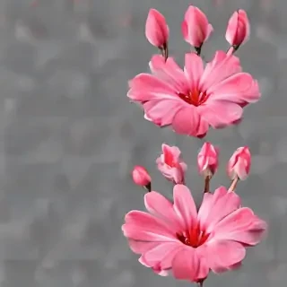 pink flower png
