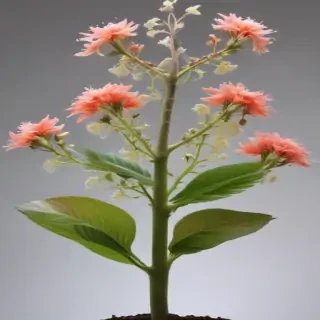 transparent plant