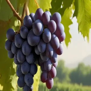grapes png