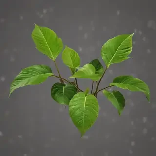 plants transparent background