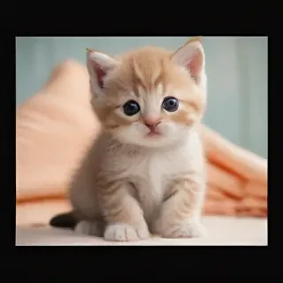 kitten backgrounds