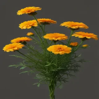 marigold png