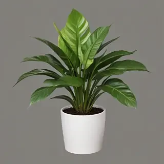 house plant png