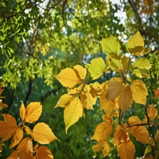 background leaves