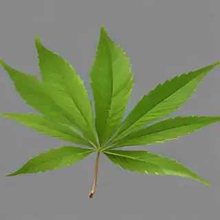 weed leaf png